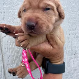 Pink - Yellow female Labrador Retriever puppy in Newton Grove, North Carolina from Wayalife Labradors & Gsp’s