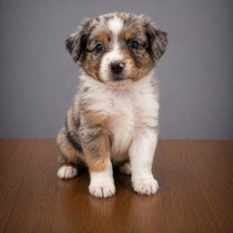 Nausicaa - Blue merle female Miniature Australian Shepherd puppy in Macomb, Missouri from Show Me MO Aussies