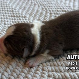 Autumn - Red & white male Australian Shepherd puppy in Bethlehem, Connecticut from Montanna Sage LLC