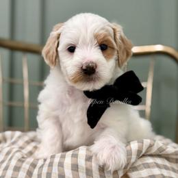 Black collar WINTON - Parti male Goldendoodle puppy in Salem, Utah from Aspen Doodles