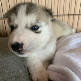 Siberian Husky Puppies from Canace Siberians