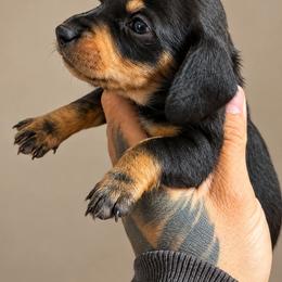 Dachshund and Pomeranian Puppies from Precious Paws by Jai
