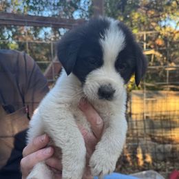 Noodles - White and black male Newfoundland puppy in Yreka, California from Lisa Kennedy