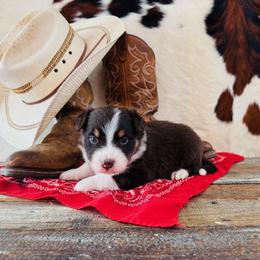 TOPH - Red tri-color female Australian Shepherd puppy in Durand, Wisconsin from Larson’s Legacy Aussome Aussie Kennels