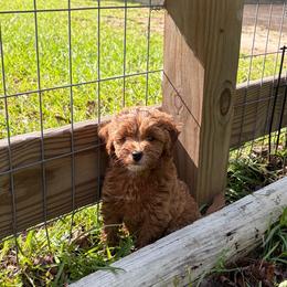 Anastasia - Apricot female Goldendoodle puppy in Lillington, North Carolina from Peace, Love, and Puppies at the Creek
