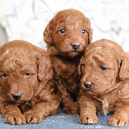 Poodle puppies from Nystrom Clan Pups