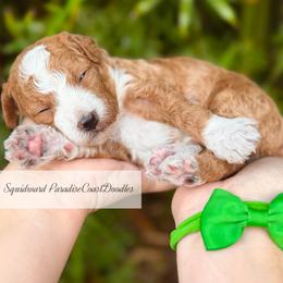 TOY Squidward - Red  male Goldendoodle puppy in North Port, Florida from Paradise Coast Doodles