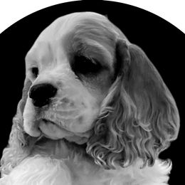 Cocker Spaniels from Tailwind Cocker Spaniels
