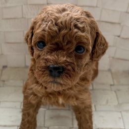 Poodles from Rouge Poodles