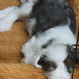 Australian Labradoodle, Bernedoodle, and Sheepadoodle Puppies from Lookingglass Doodles