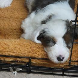 Australian Labradoodle, Bernedoodle, and Sheepadoodle Puppies from Lookingglass Doodles