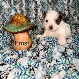 Frost - Parti male Yorkshire Terrier puppy in Clarksburg, Indiana from Hidden Gems Parti Yorkies
