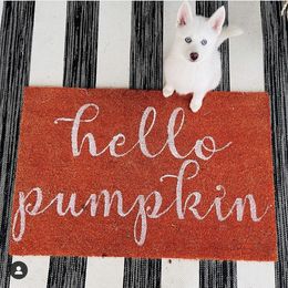 Pomsky Puppies from Goodness Gracious Pomskies