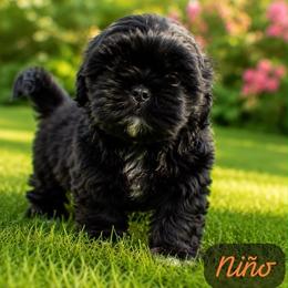Stitch - Black male Shih Tzu puppy in Azusa, California from RJ Shih Tzu lover