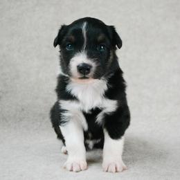 Filly - Black tri-color female Australian Shepherd puppy in Aberdeen, North Carolina from Huckleberry Hill Aussies LLC.