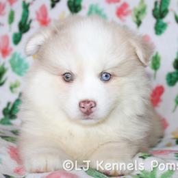 Osiris - Merle male Pomsky puppy in Centerville, Iowa from LJ Kennels Pomskies, LLC