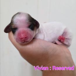 Vivian - Piebald female Dachshund puppy in Quitman, Mississippi from S-and-A Kennels