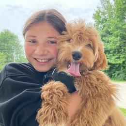 Harriet - Goldendoodle