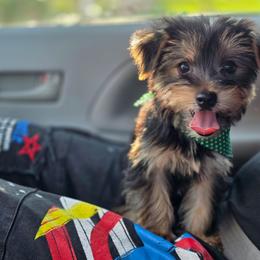 Lola's Boy 2 - Black and tan male Yorkshire Terrier puppy in Aiken, South Carolina from Sio's Yorkies