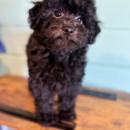 Fisher - Black and white male Aussiedoodle puppy in Science Hill, Kentucky from Southern Paws Kennels
