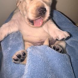 Golden Retriever Puppies from Goldilocks Golden Retrievers