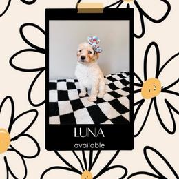 Luna White Collar - Fawn and white female Sheepadoodle puppy in Republic, Missouri from DOOD & Co
