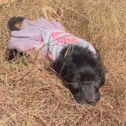 Faith - Black female Sheepadoodle puppy in Glen Rose, Texas from Clevenger’s Sheepadoodle Fur Baby Farm