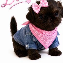 Dixie - Liver female Shih Tzu puppy in Dallas, Texas from Heart and Soul Shih Tzu