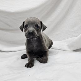 Dax - Blue male Italian Greyhound puppy in Newalla, Oklahoma from Heartland Iggys