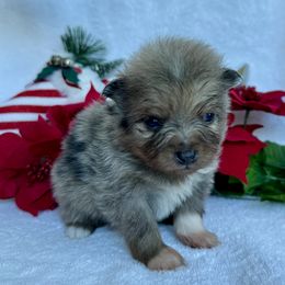 Pomeranian puppies from Adelia’s perfect poms