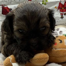 Jolene - Red female Shihpoo puppy in Colonial Beach, Virginia from BeachRidge Pups