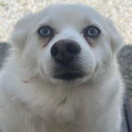 Bean - Pomsky