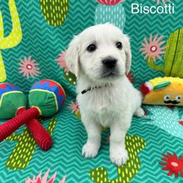 Biscotti - Light golden male Golden Retriever puppy in Katy, Texas from Tails of Cypress