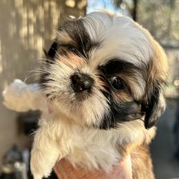 Lizzy - Tricolor female Shih Tzu puppy in Victorville, California from Precioustzus