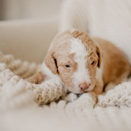 Biscuit - Fawn and white male Sheepadoodle puppy in Patterson, California from Dooling Doodles