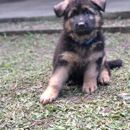 German Shepherd Puppies from Zwinger vom Schneider Wald