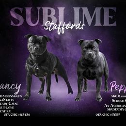 Staffordshire Bull Terrier puppies from Sublime Staffords