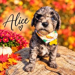 Alice - Merle female Whoodle puppy in Knoxville, Tennessee from Fleury Farm Doodles TN