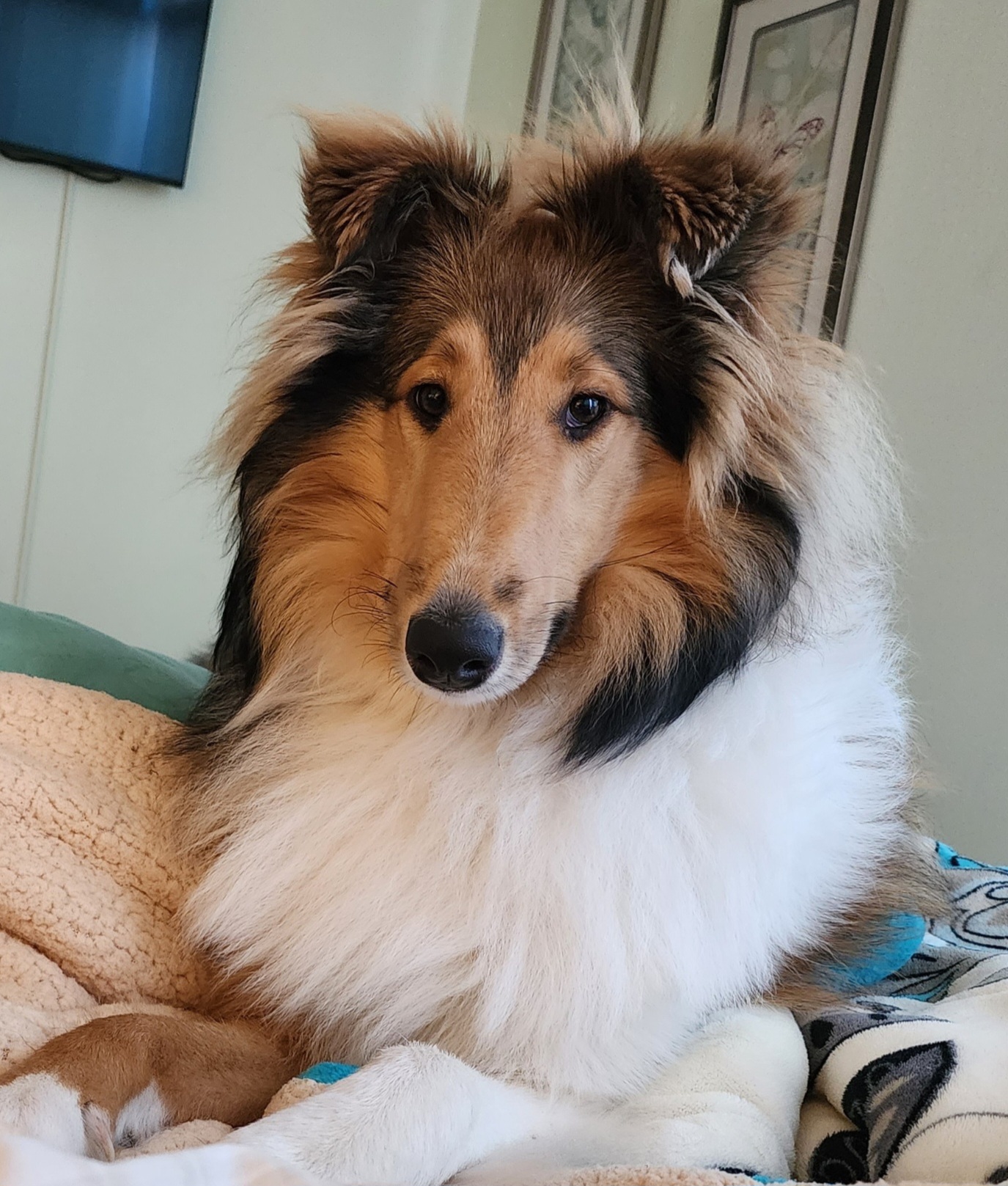 Collie All Grown Up from Prime Star Collies
