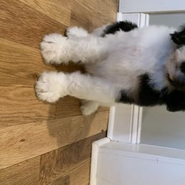 Bernedoodle Puppies from White Oak