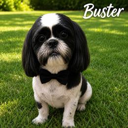 Buster - Shih Tzu