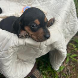 Squirmy - Black and tan male Dachshund puppy in Tahlequah, Oklahoma from Love Some Dogs Dachshunds & Cavalier King Charles Spaniels,Cavapoos