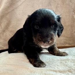 Oscar - Black and tan male Dachshund puppy in Franklin, Tennessee from Wendy's Weenies
