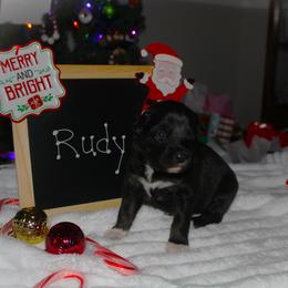 Rudy - Black tri-color male Australian Shepherd puppy in Mocksville, North Carolina from Trailblazing Aussies