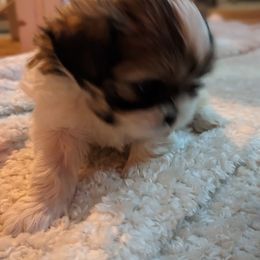 Shih Tzu Puppies from We Shih Tzu Not!