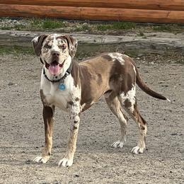 Catch - Catahoula Leopard Dog