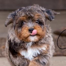 Aussiedoodles, Bernedoodles, Miniature Australian Shepherds, and Toy Australian Shepherds from Clay Creek Aussies