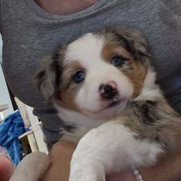 Miniature Australian Shepherd Puppies from Carter's Cuties