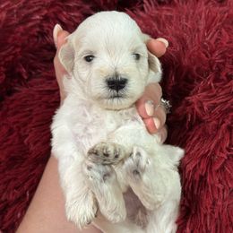 Daisy - White female Miniature Schnauzer puppy in Magalia, California from Cali Sun-kissed Schnauzers