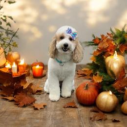 Bailey - Goldendoodle